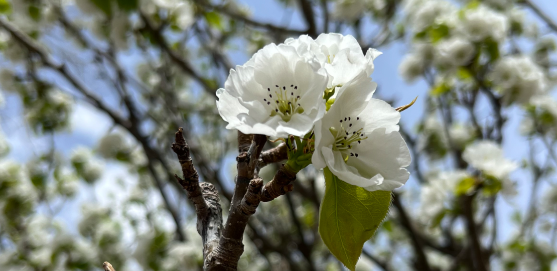 springblossoms